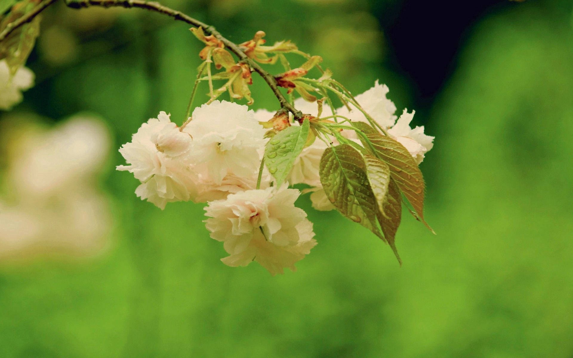 Pretty Beige Flower Background