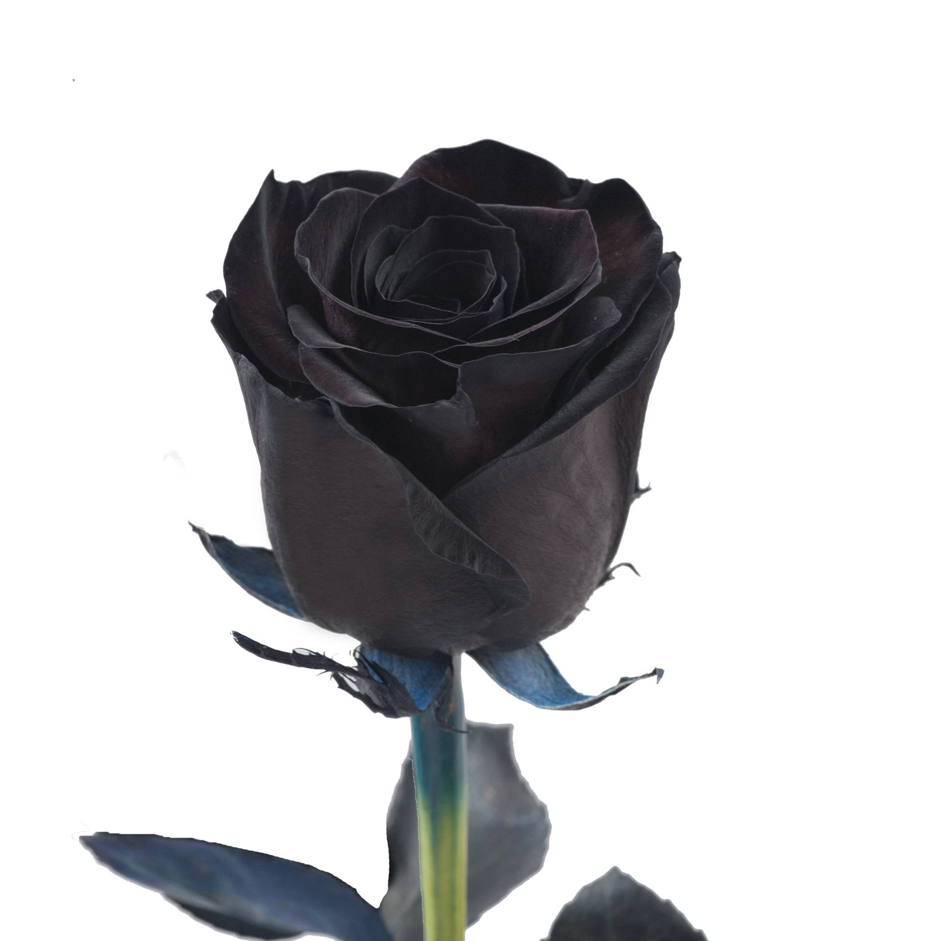 Pretty Black Rose Background