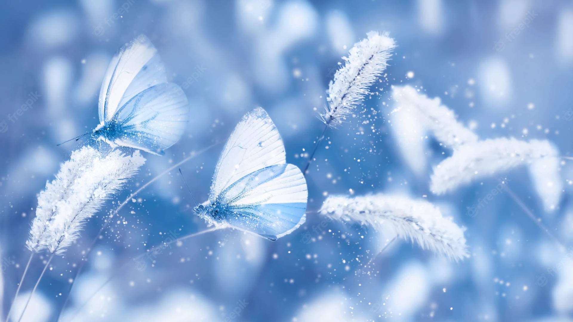 Pretty Blue Butterflies On Wild Grass Background