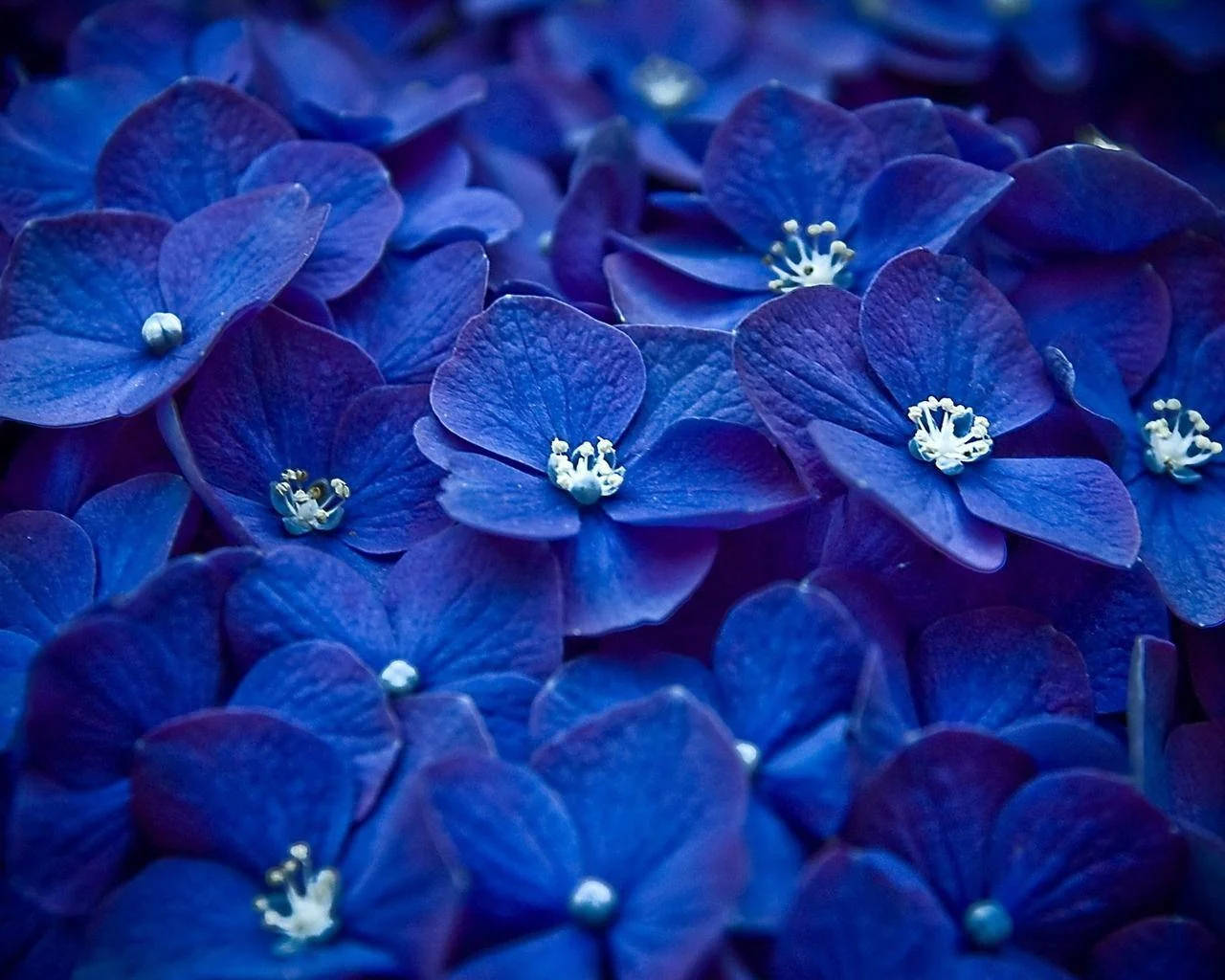 Pretty Blue Hydrangea Flowers Background