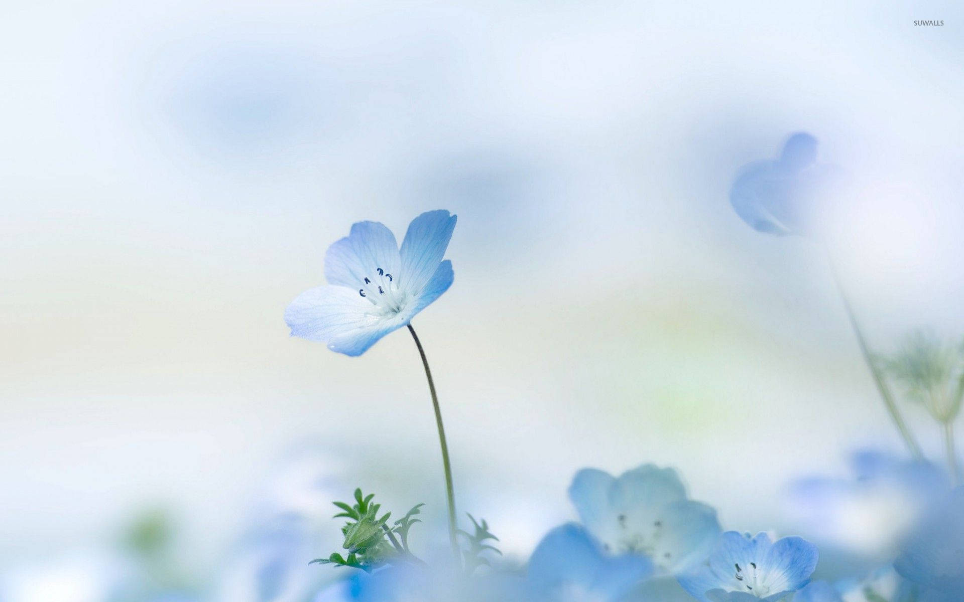 Pretty Blue Nemophila Flower Plant Background