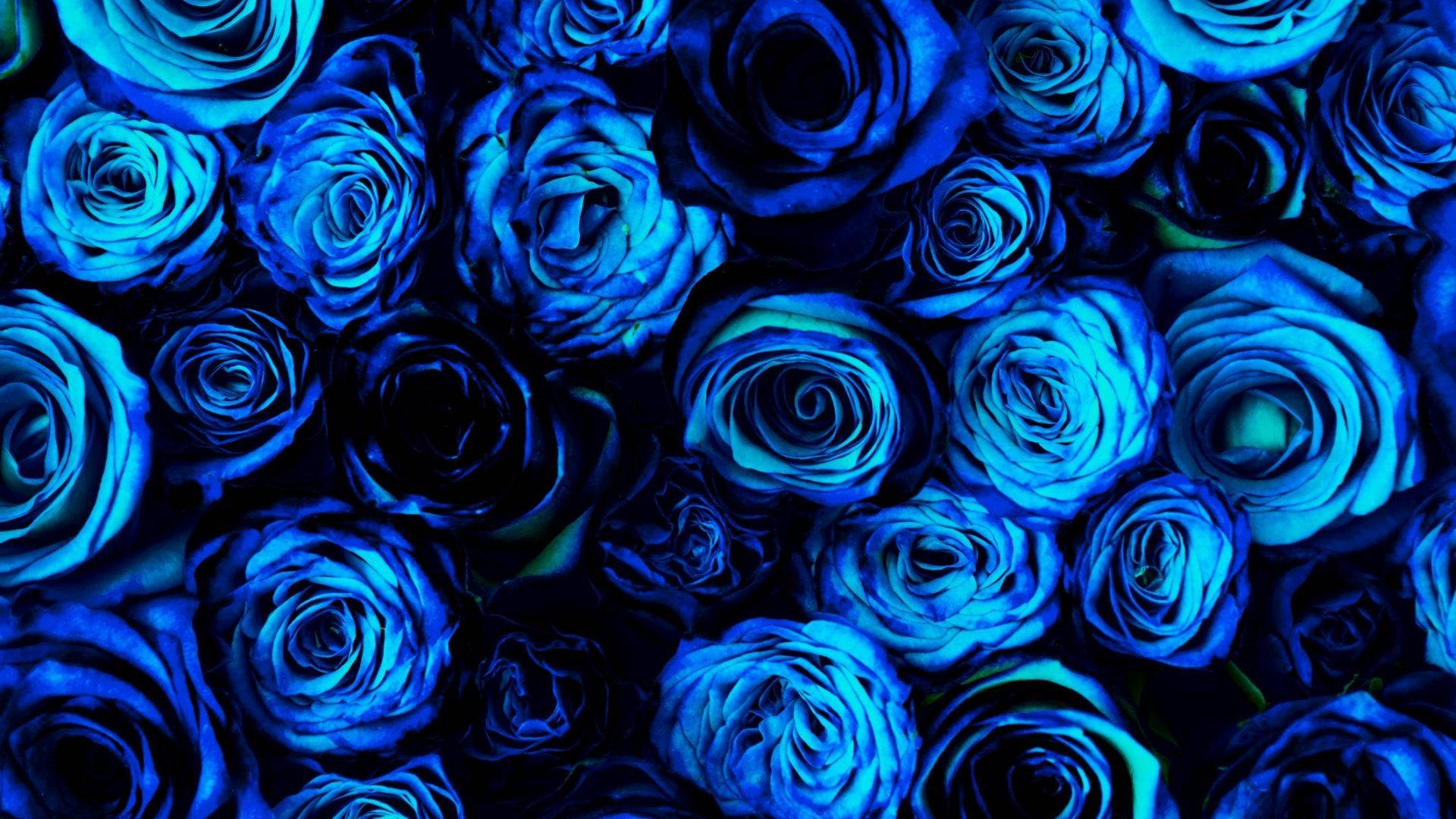 Pretty Blue Rose Flowers Background