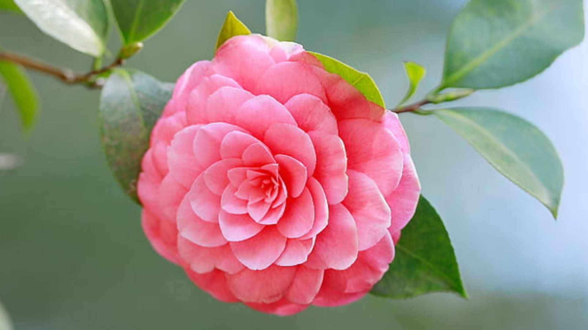 Pretty Camellia Sasanqua Flower