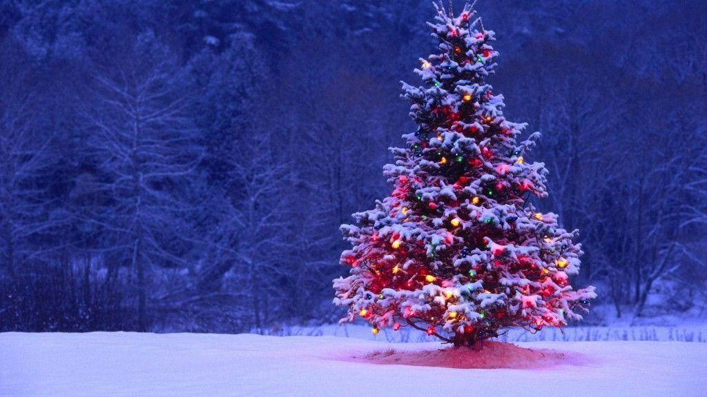 Pretty Christmas Tree Covered With Snow Background