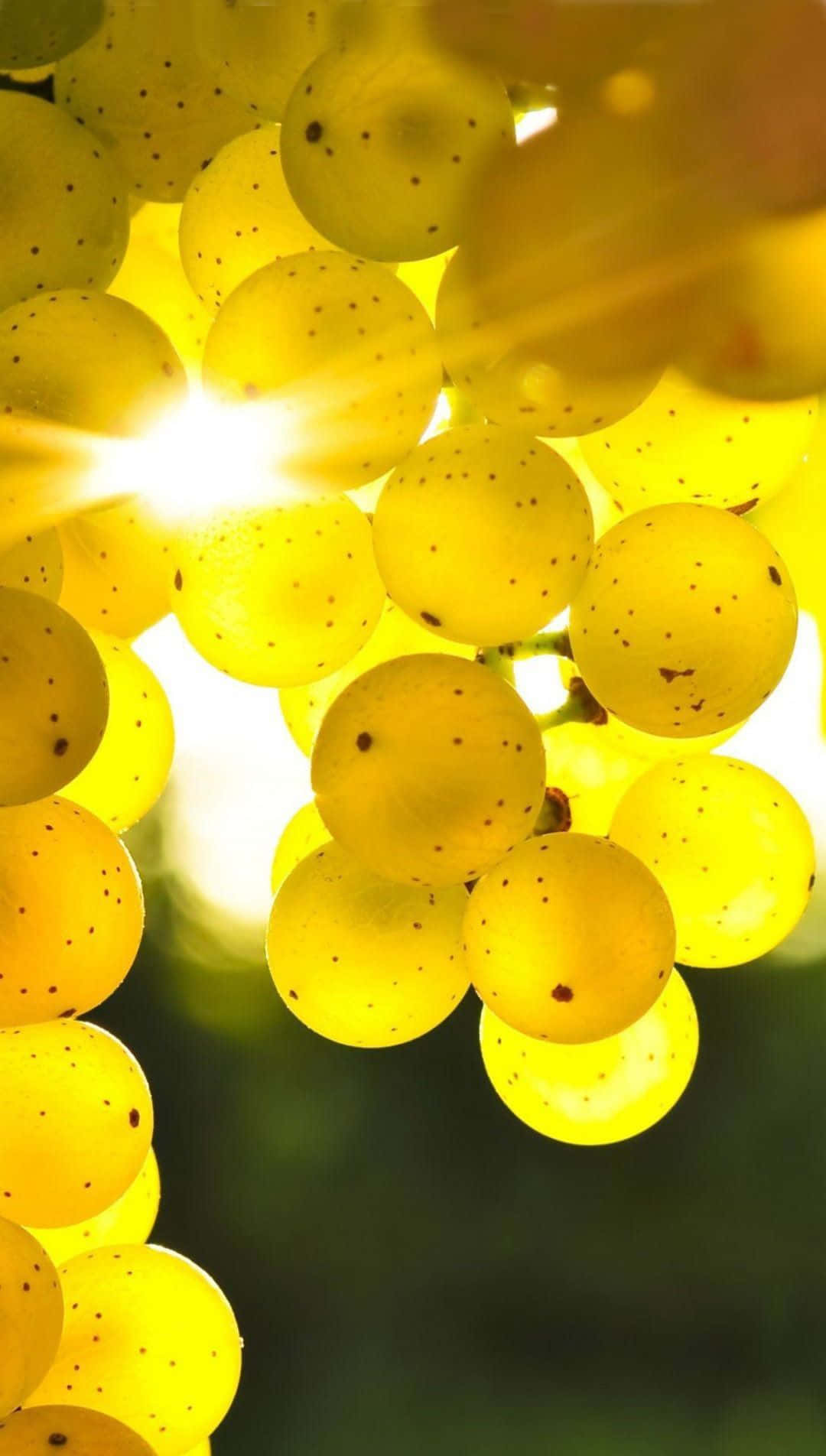 Pretty Cute Phone Green Grapes Background