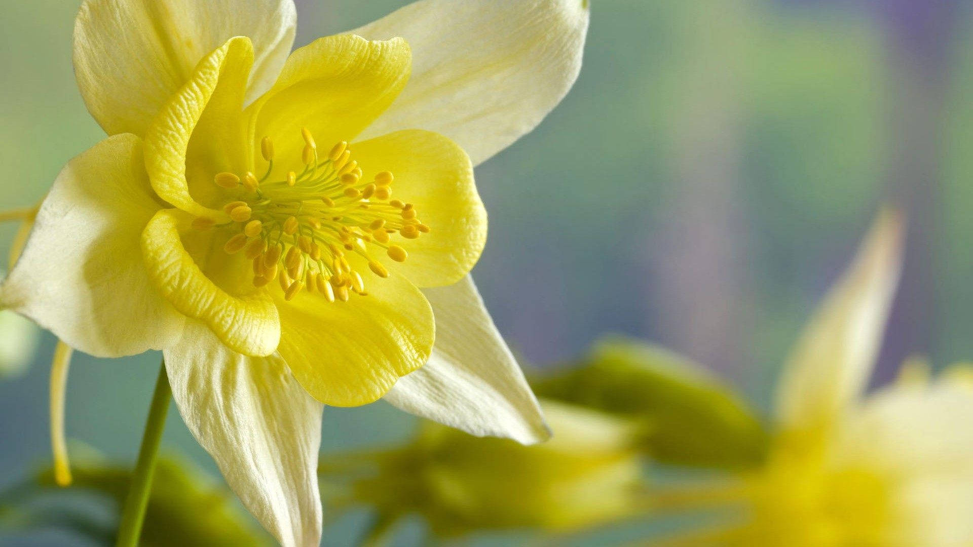 Pretty Daffodils Focus Blurred Background