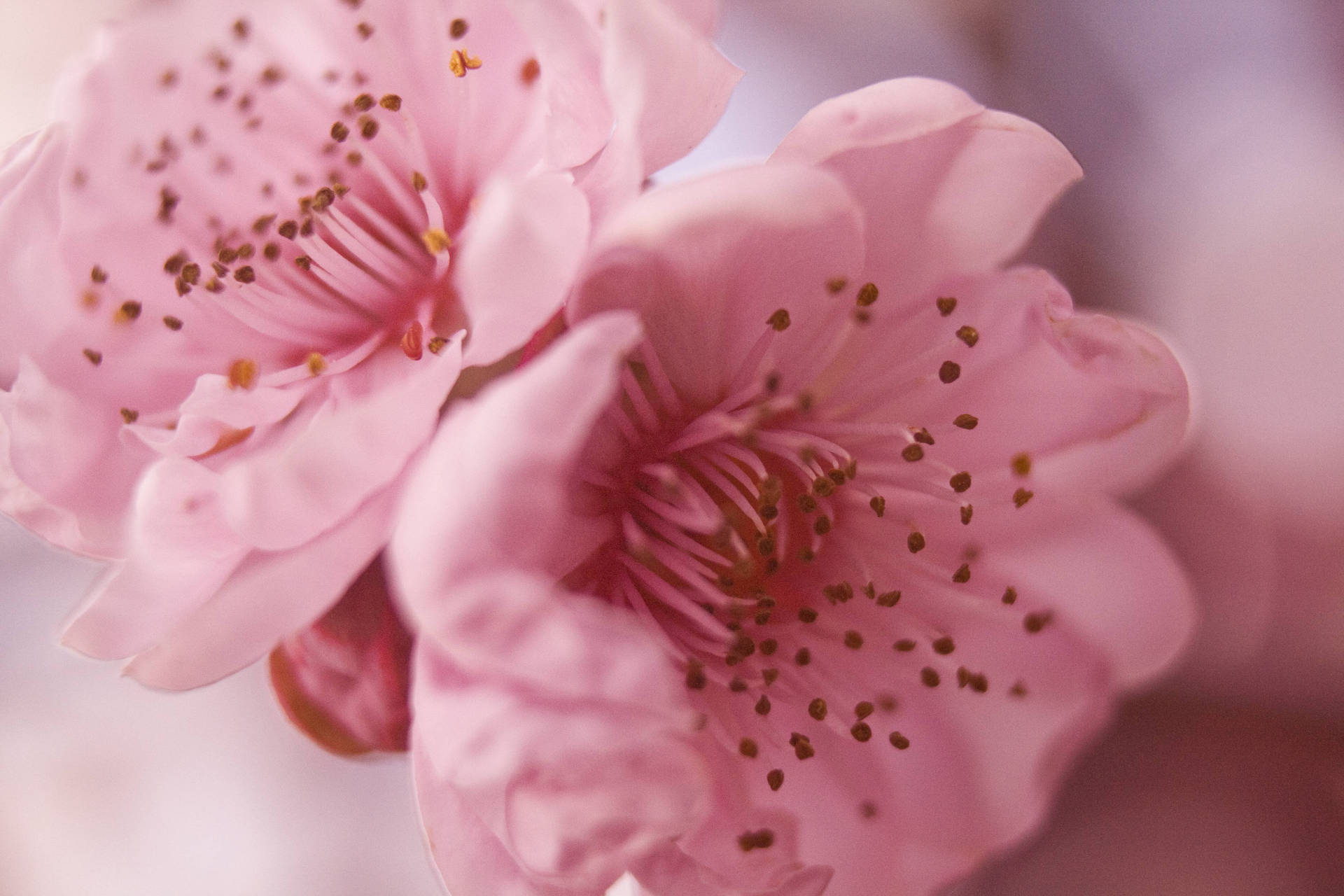 Pretty Desktop Pink Flowers