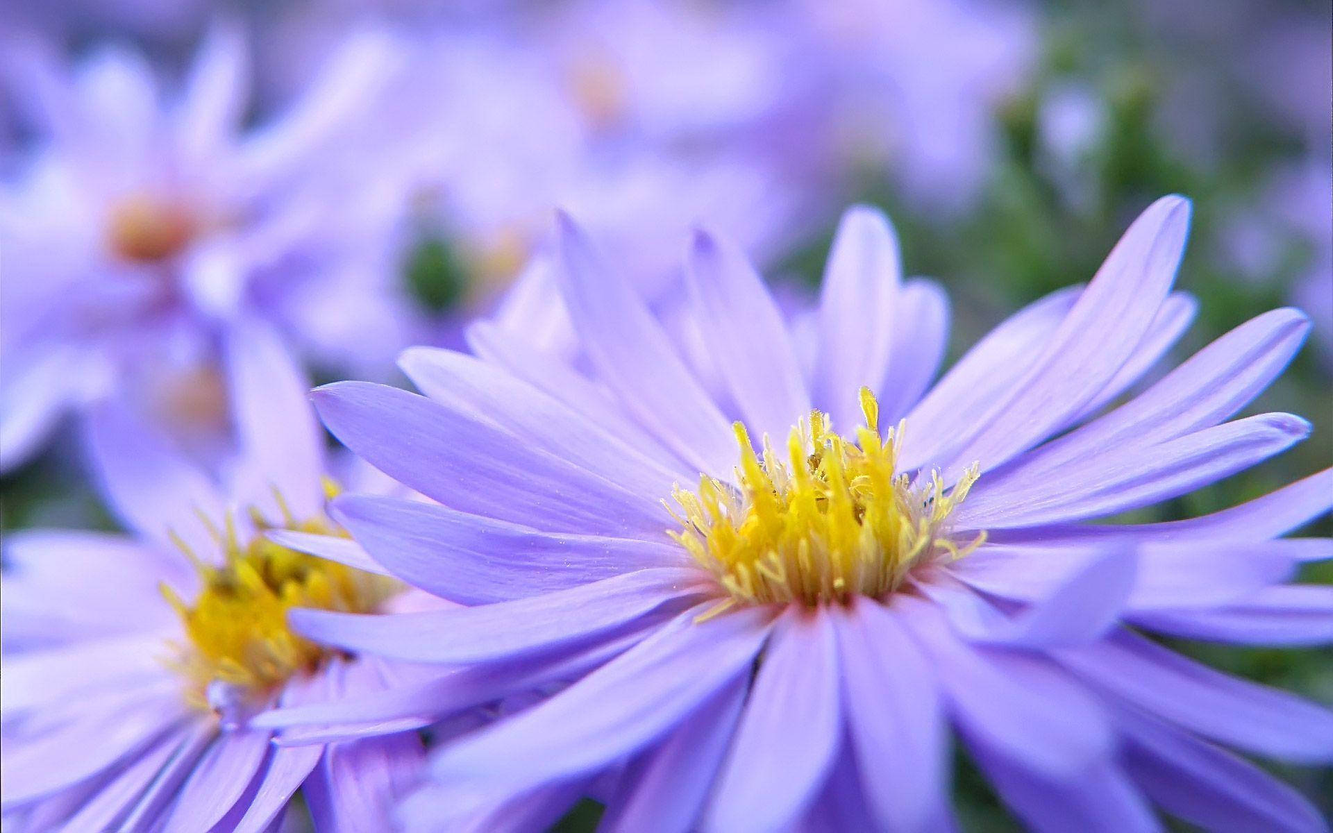 Pretty Desktop Purple Daisy Background