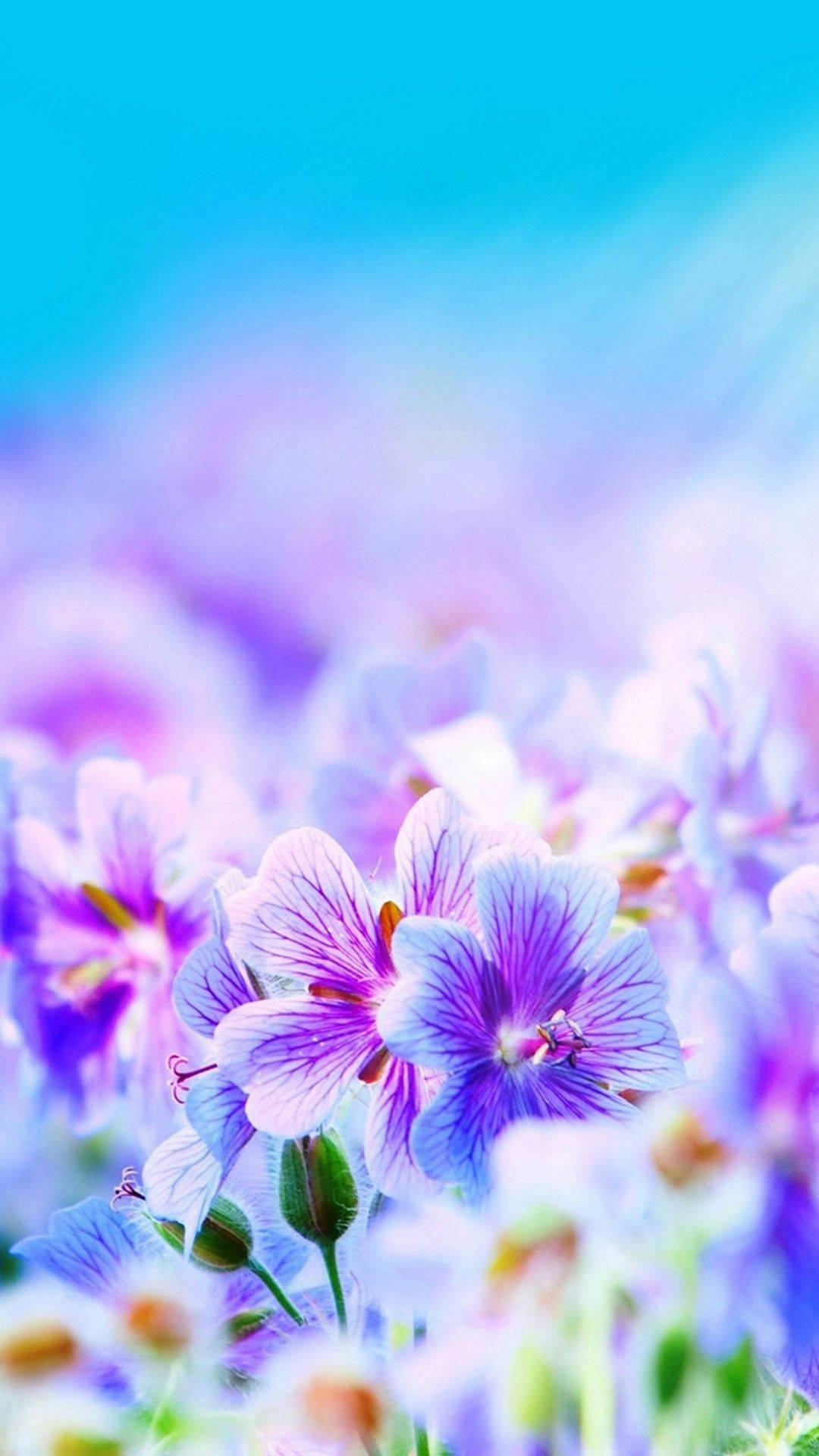 Pretty Field Of Flowers Image Background