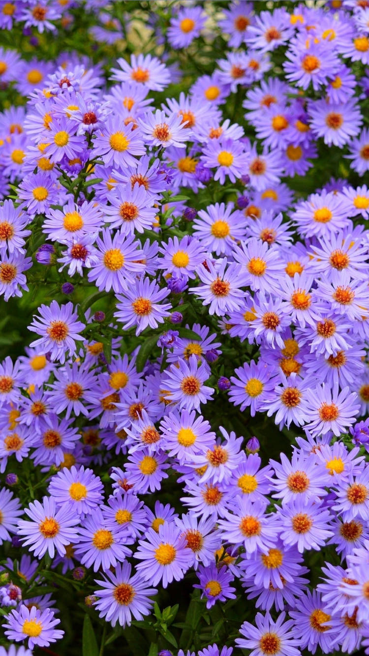 Pretty Field Of Purple Aster Daisies Background