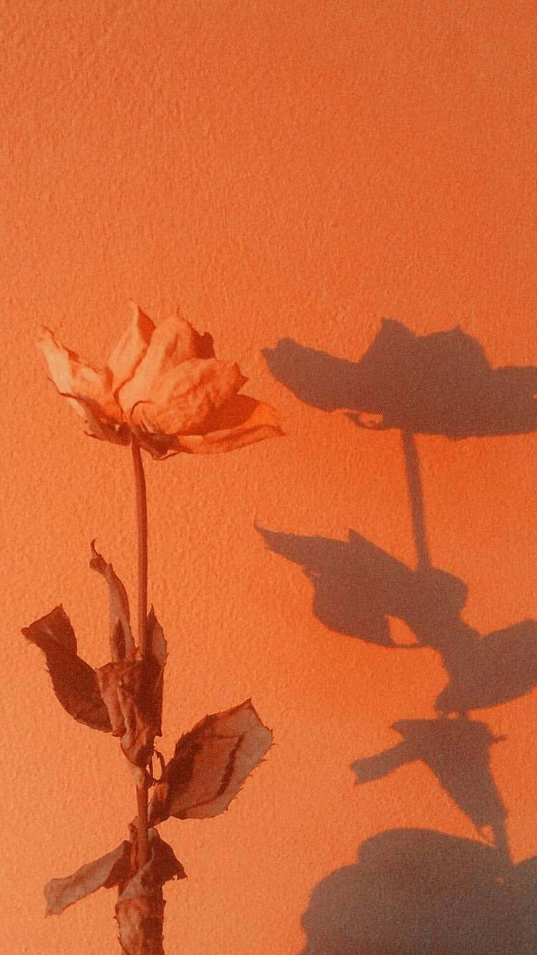 Pretty Flower Orange Aesthetic Phone Background