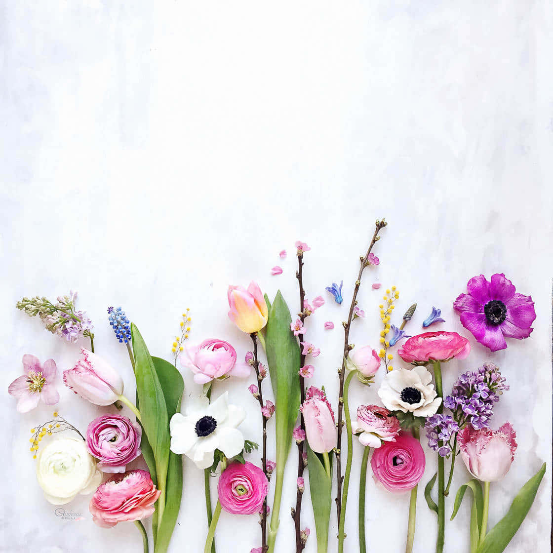 Pretty Flowers Still Life Art Background