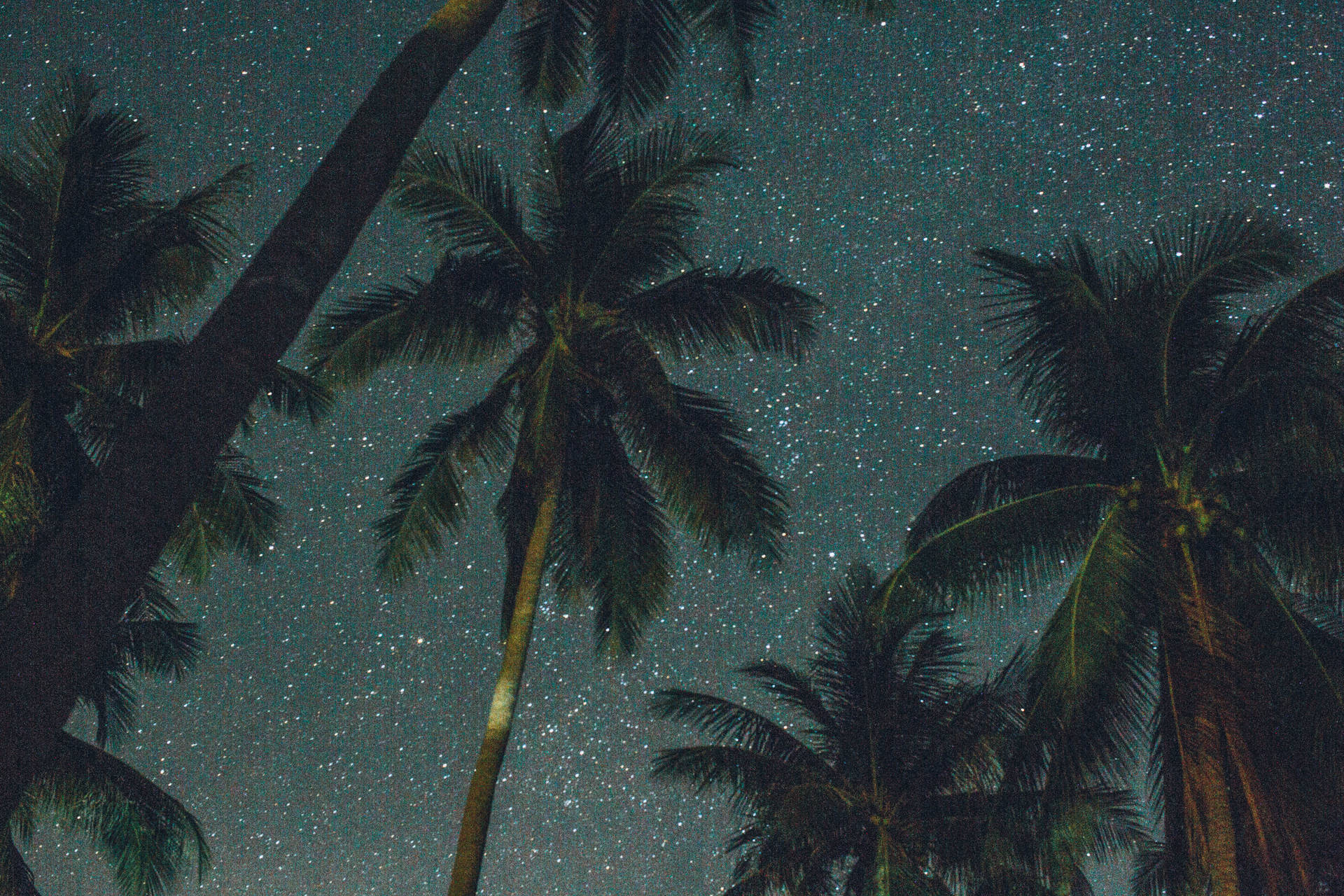 Pretty Galaxy Coconut Trees Background