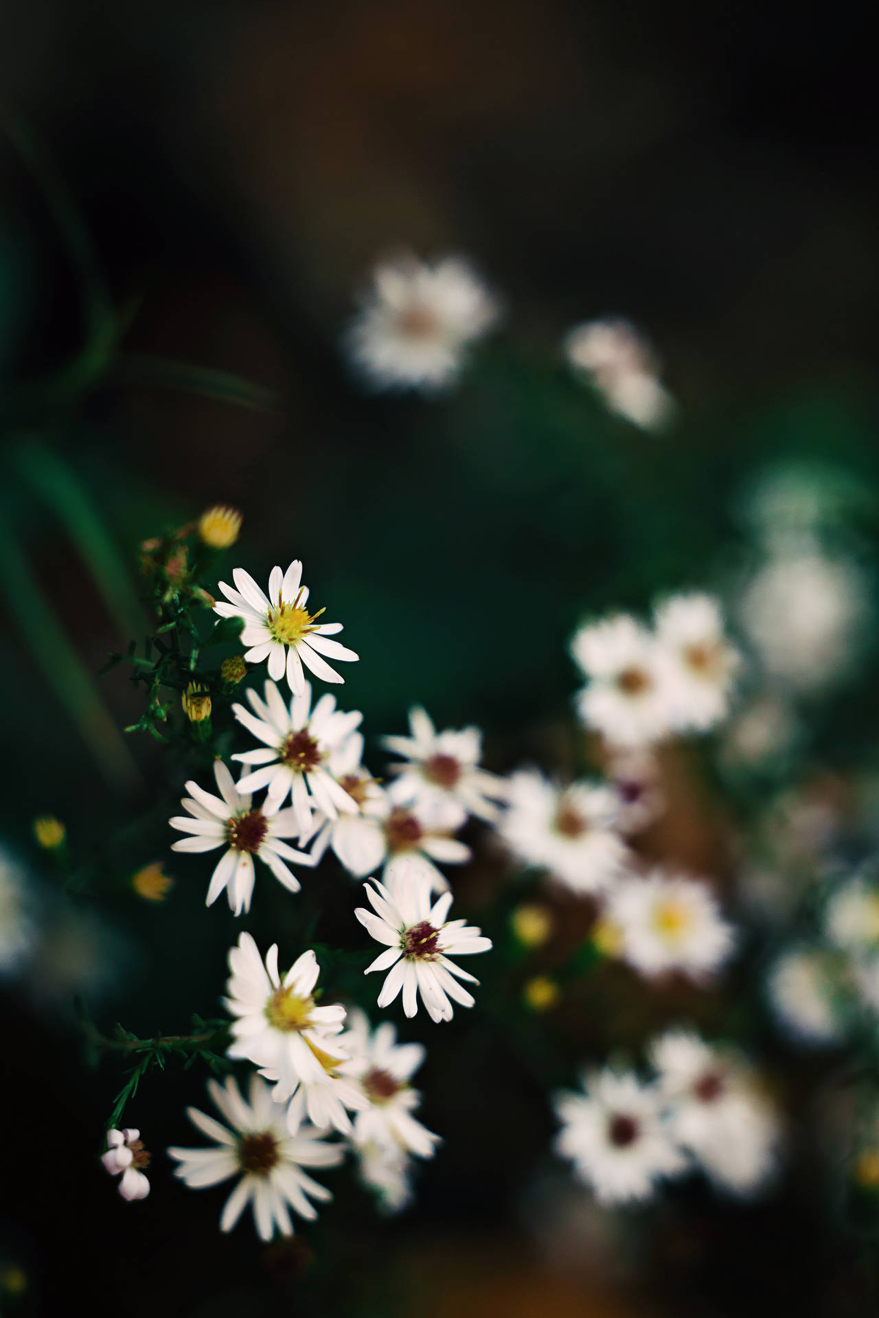 Pretty Iphone White Flowers Background