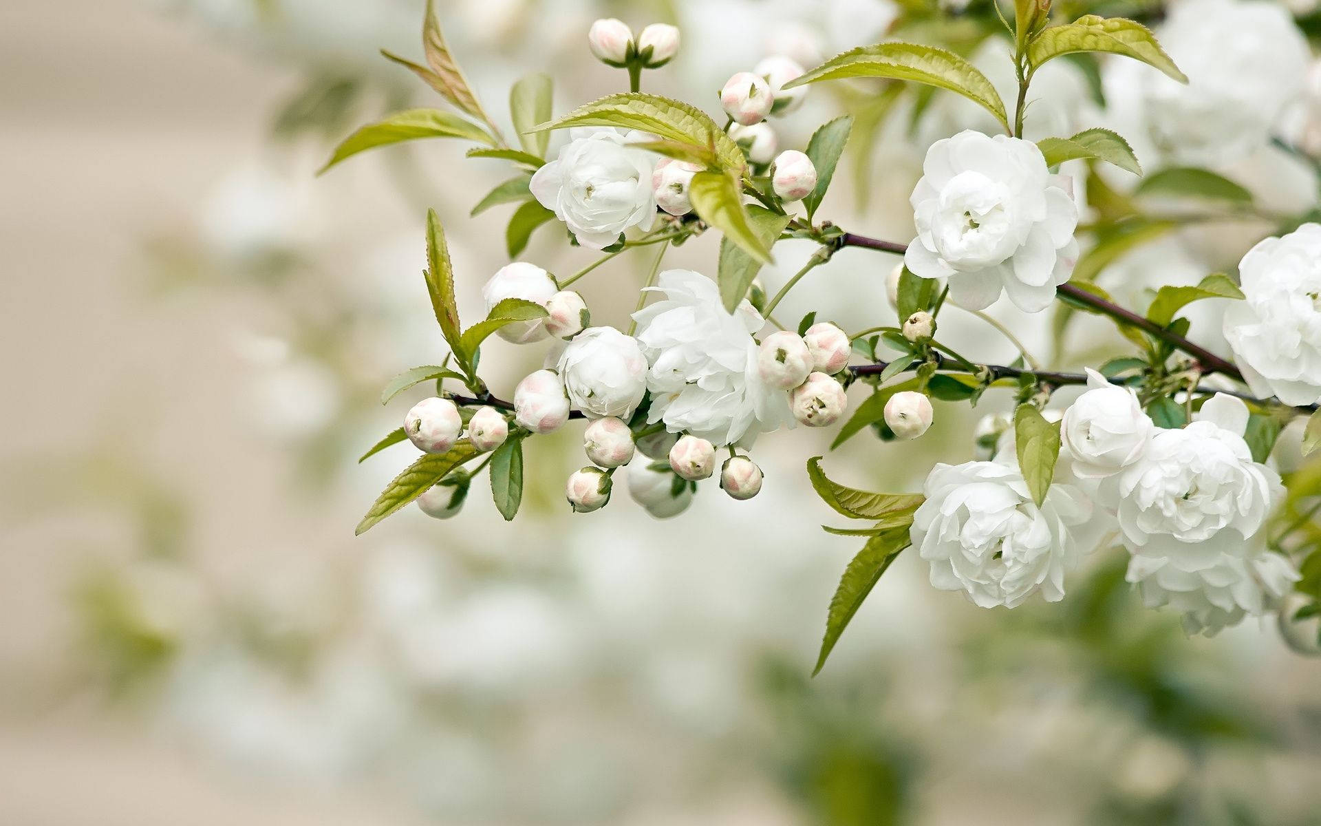 Pretty Jasmine White Flower