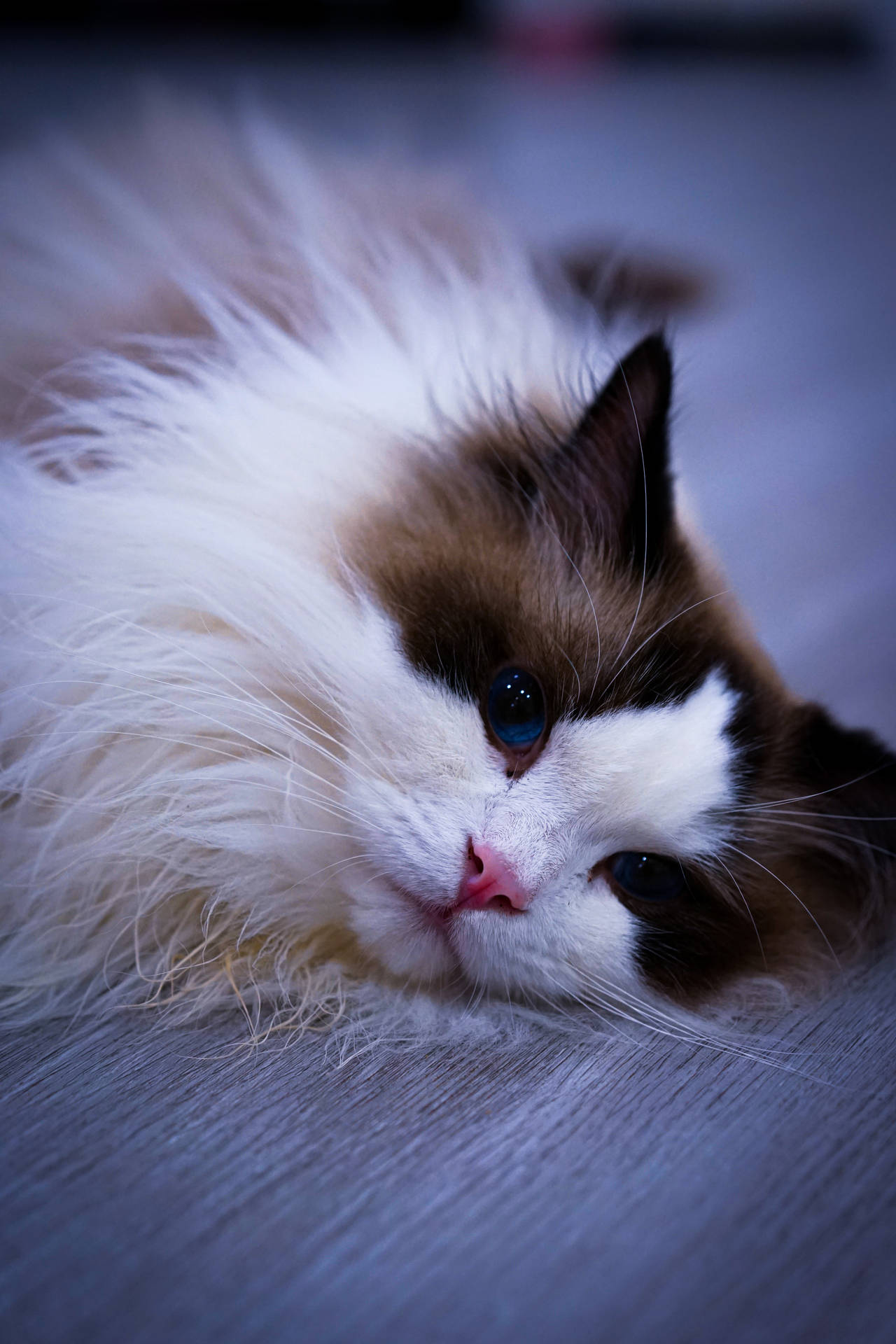 Pretty Kawaii Cat On Bed
