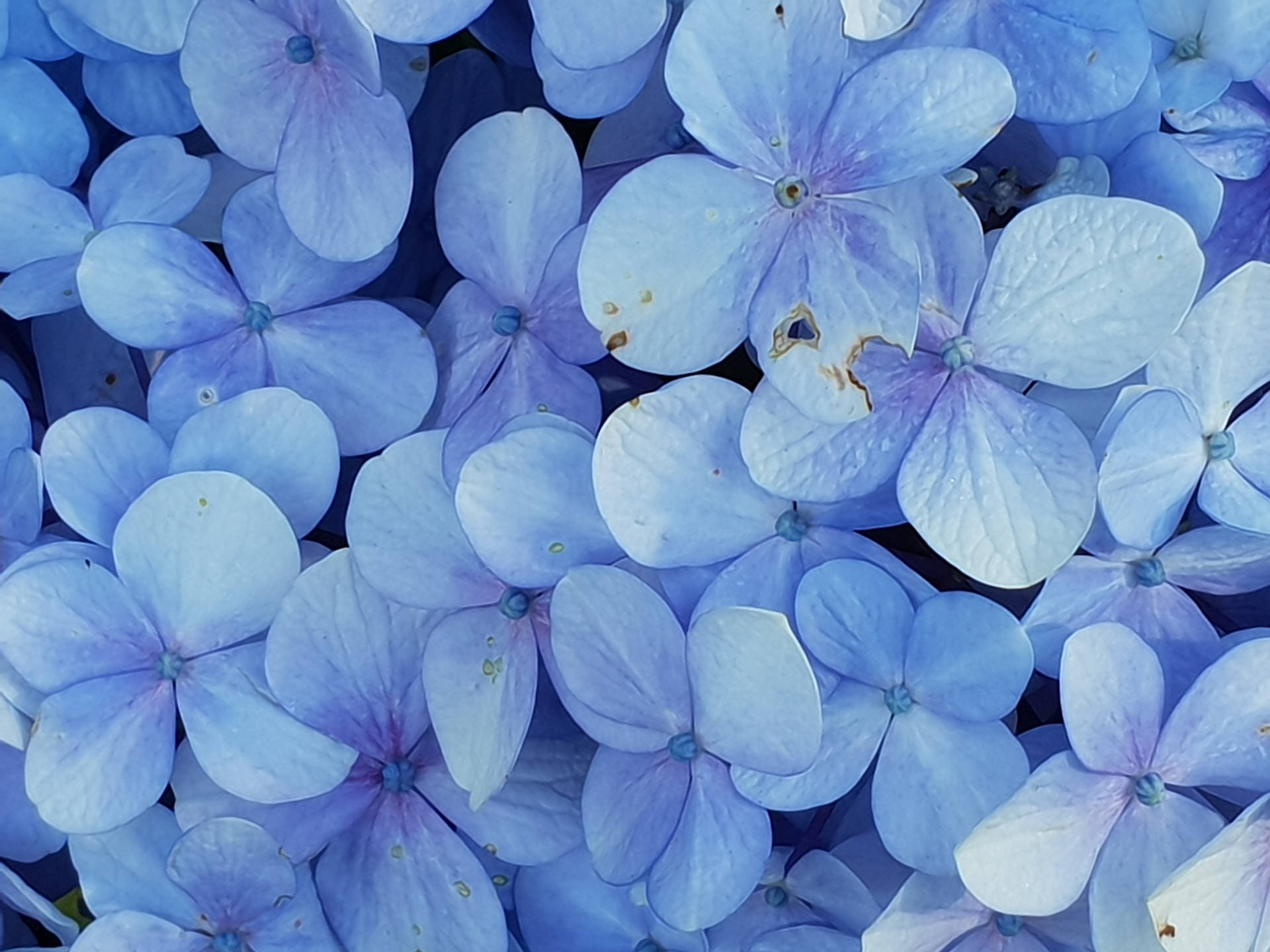 Pretty Pastel Blue Hydrangeas Background