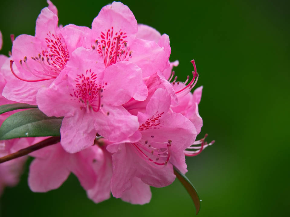 Pretty Pink Azalea Flowers Background