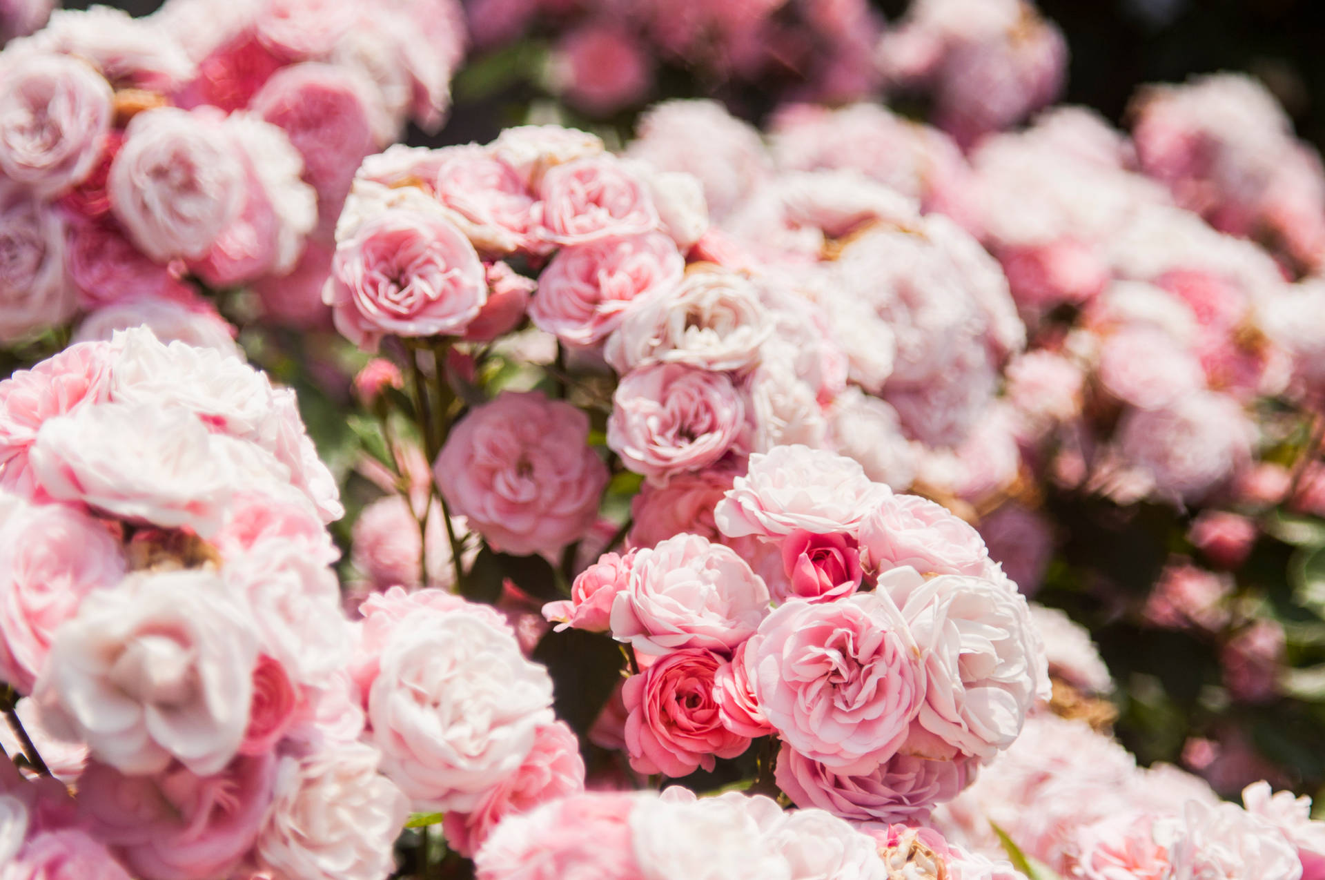 Pretty Pink Blossoming Rose Flowers Background