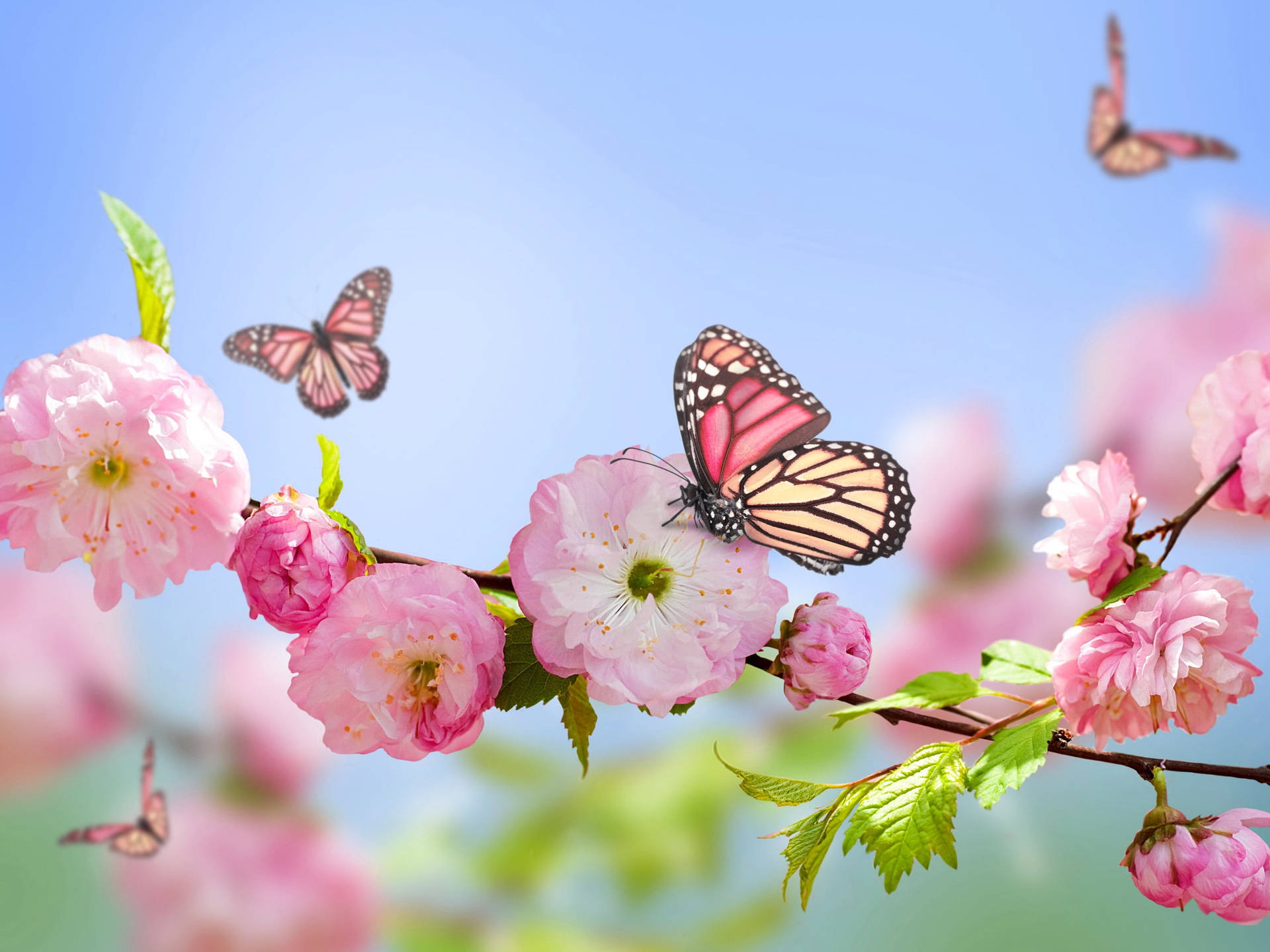 Pretty Pink Blossoms And Cute Pink Butterfly Background