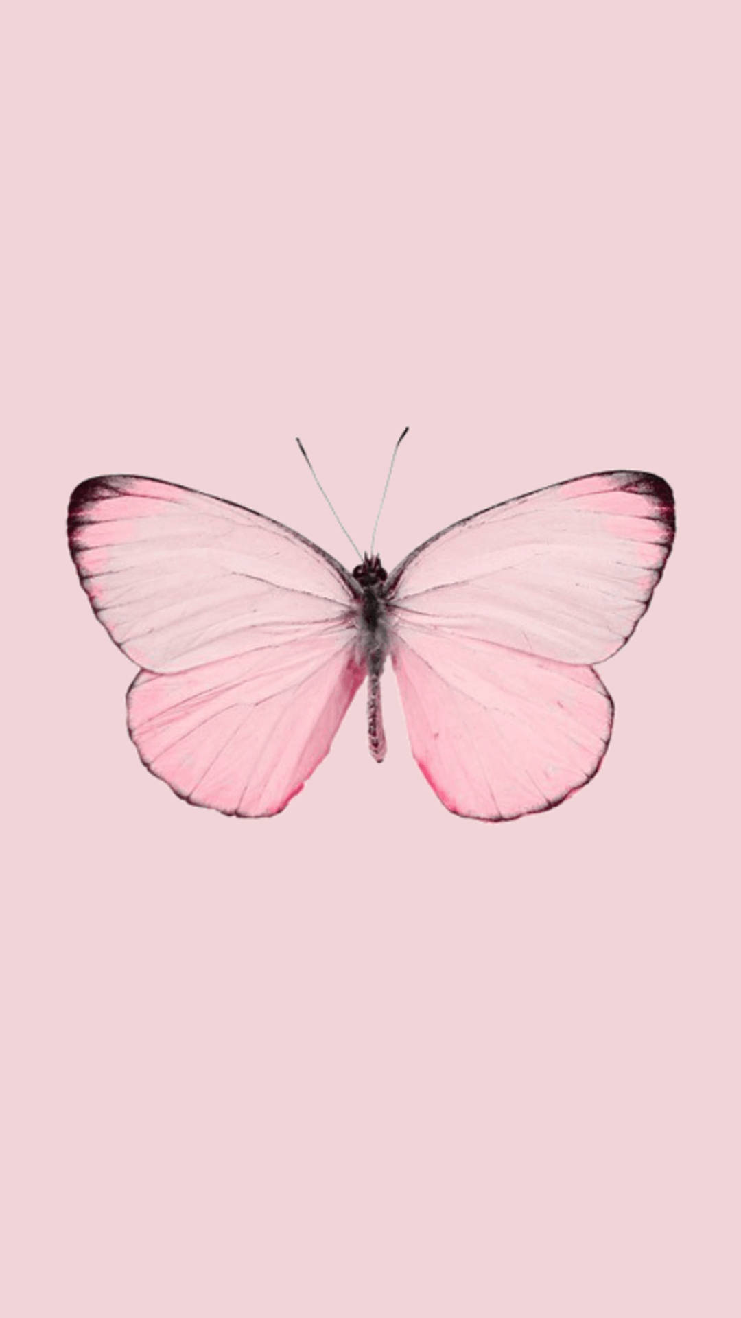 Pretty Pink Butterfly Lock Screen Background