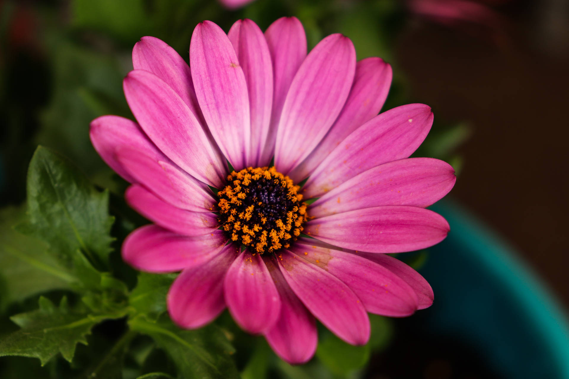 Pretty Pink Cape Marguerite Flower