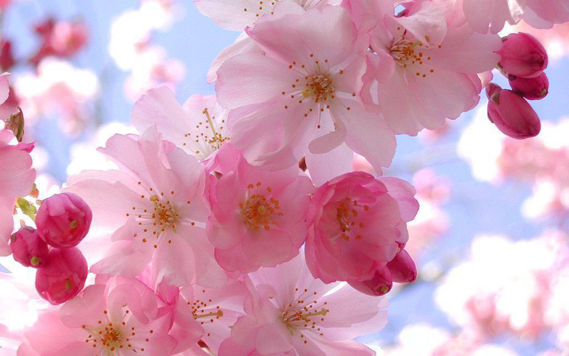 Pretty Pink Cherry Blossoms Spring Computer Background