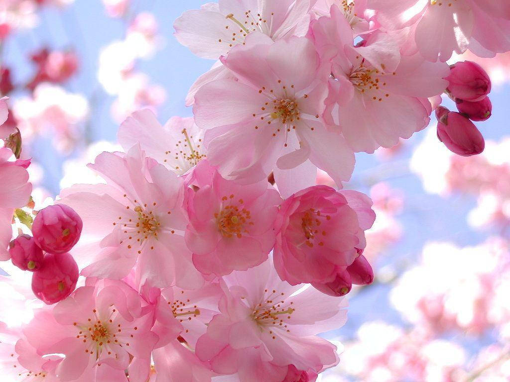 Pretty Pink Cherry Blossoms Background