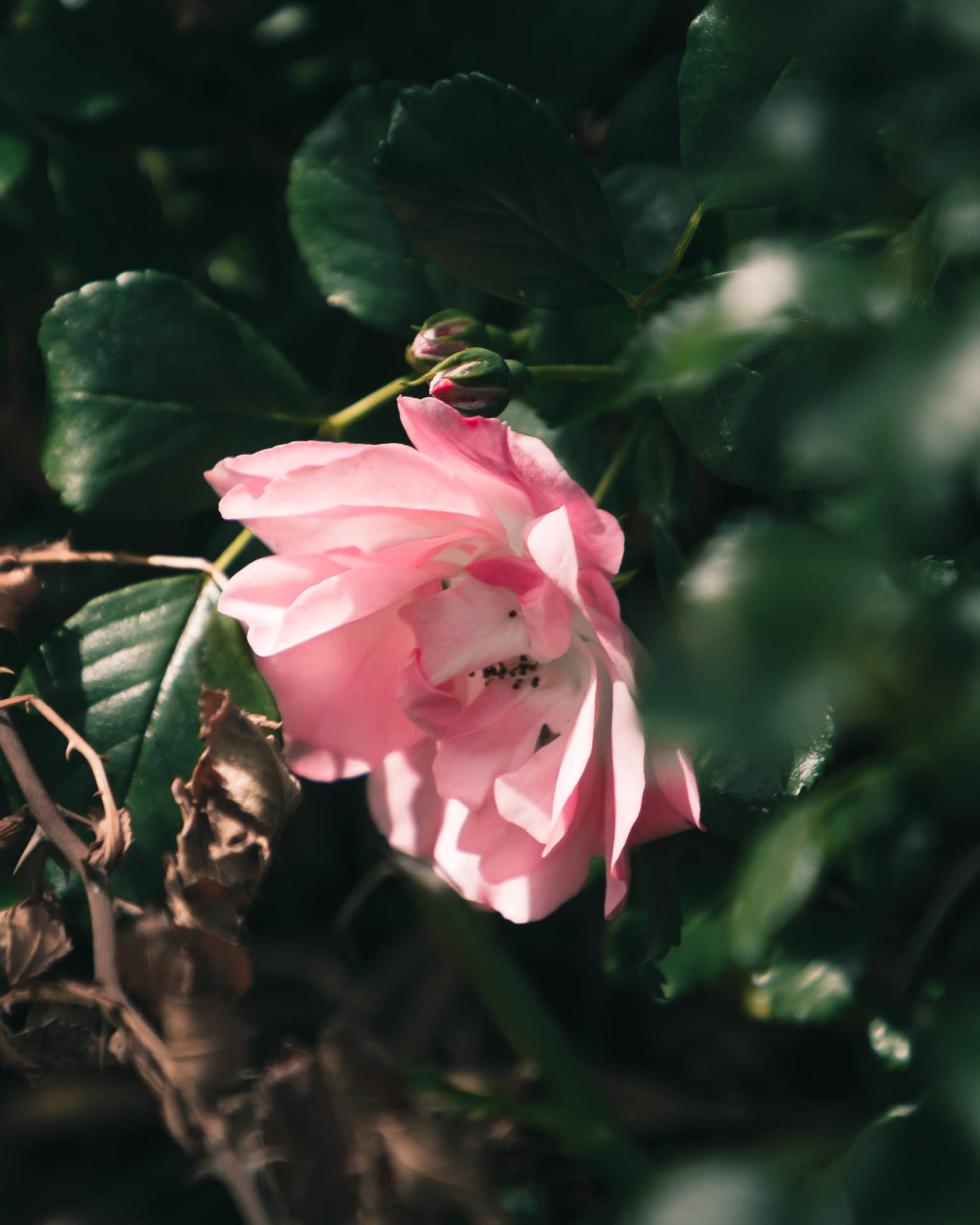 Pretty Pink China Rose Background