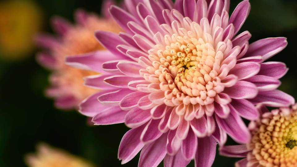 Pretty Pink Chrysanthemum Photography Background