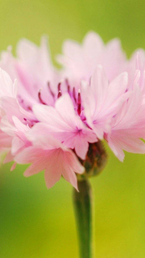 Pretty Pink Cornflower Background