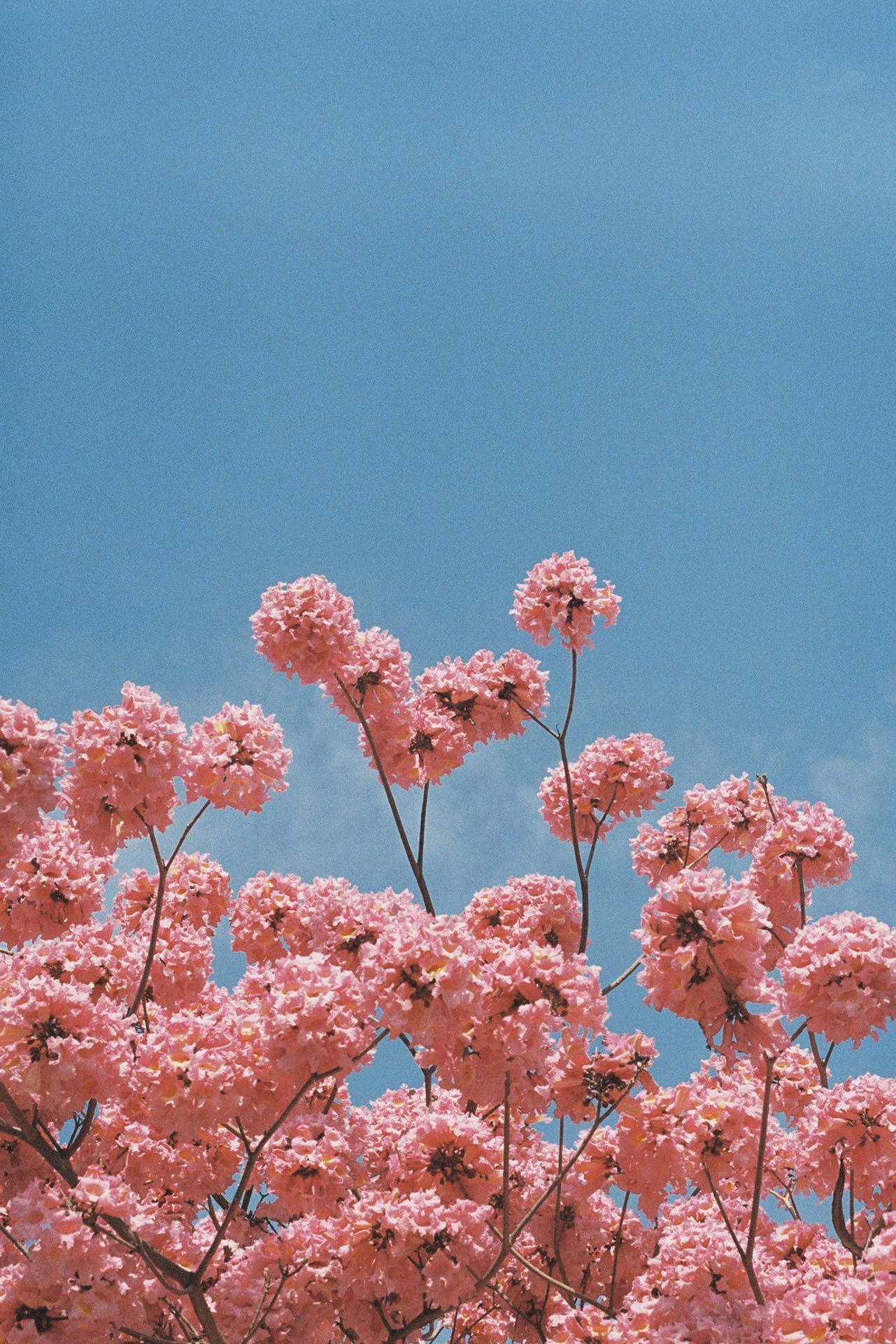 Pretty Pink Flowers Aesthetic