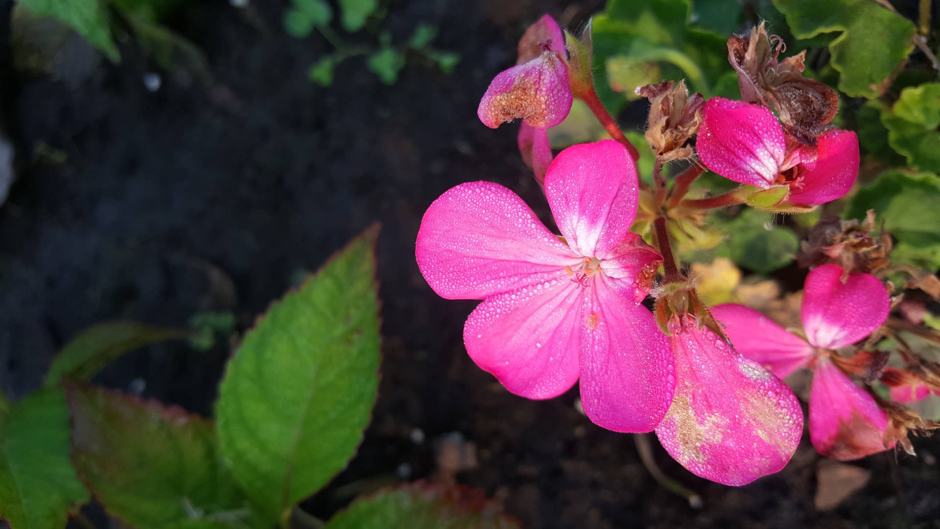 Pretty Pink Flowers And Leaves Background