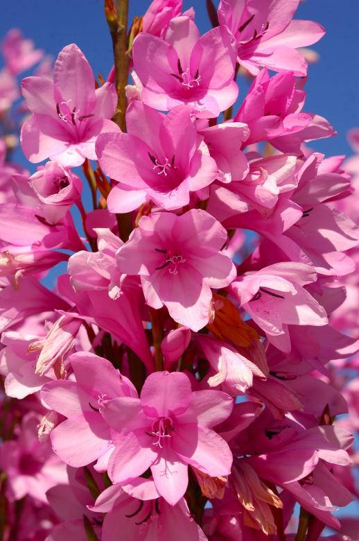 Pretty Pink Flowers On Branch Background