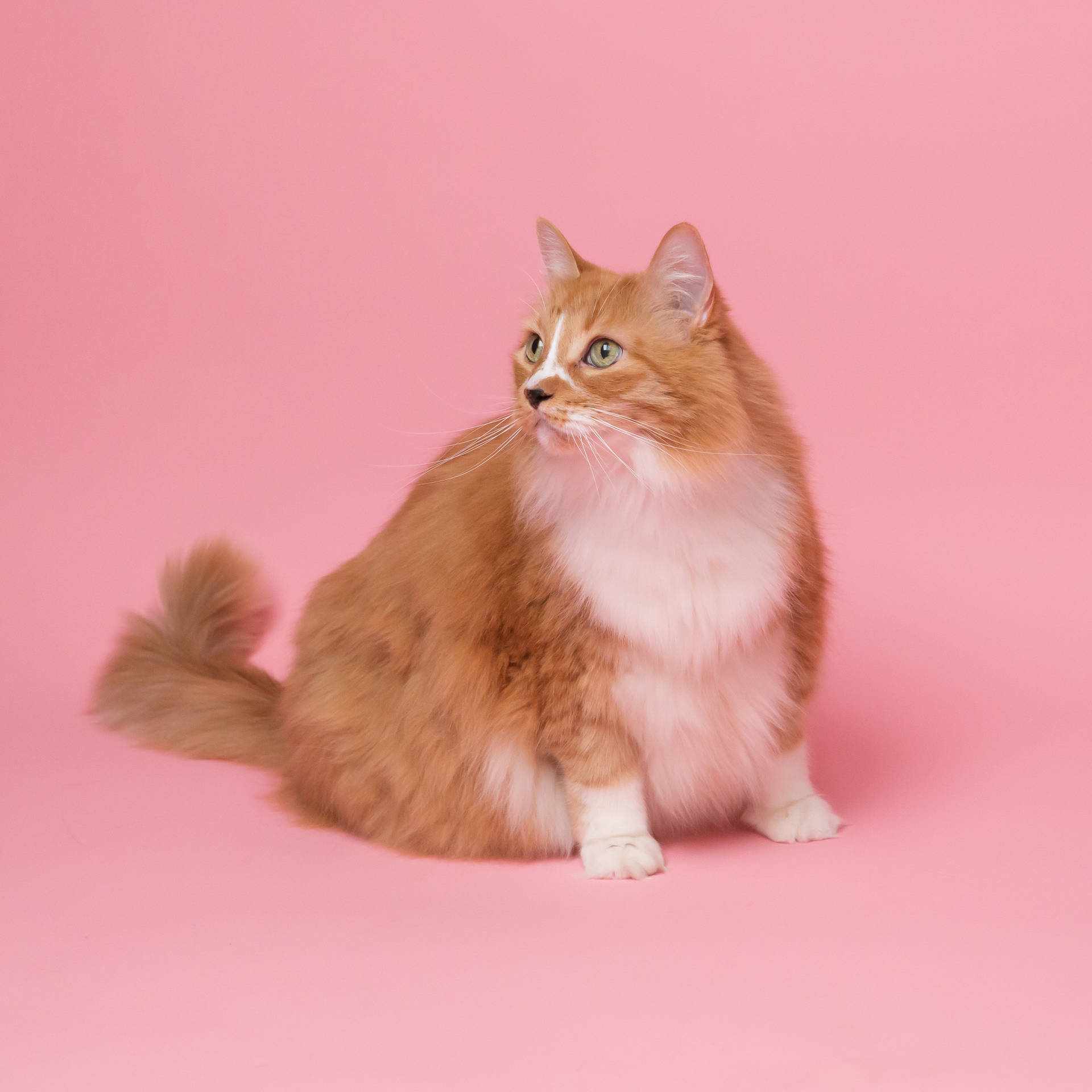 Pretty Pink Kitty Strikes A Curious Pose Background