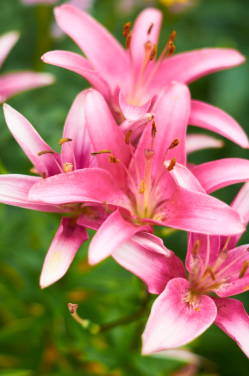 Pretty Pink Lilies Nature Photography Background