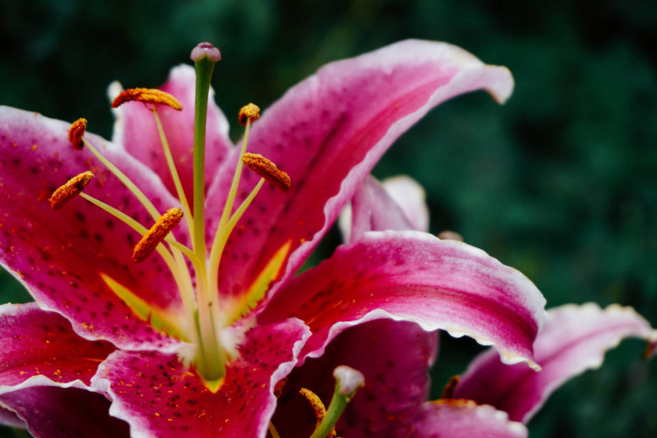Pretty Pink Lily Stargazer Flower Background