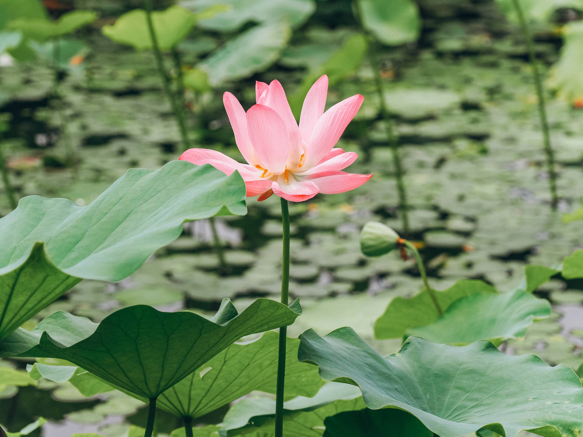 Pretty Pink Lotus Flower On Lake Background