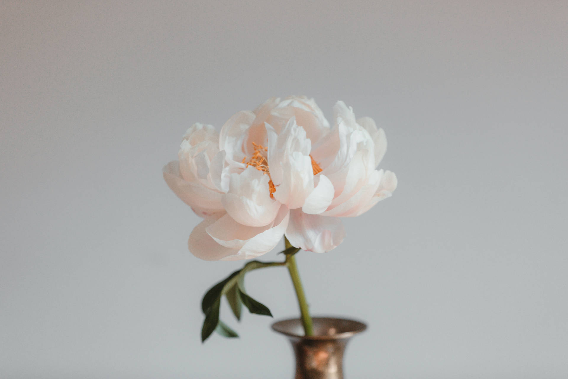 Pretty Pink Peony Flower In Vase Background