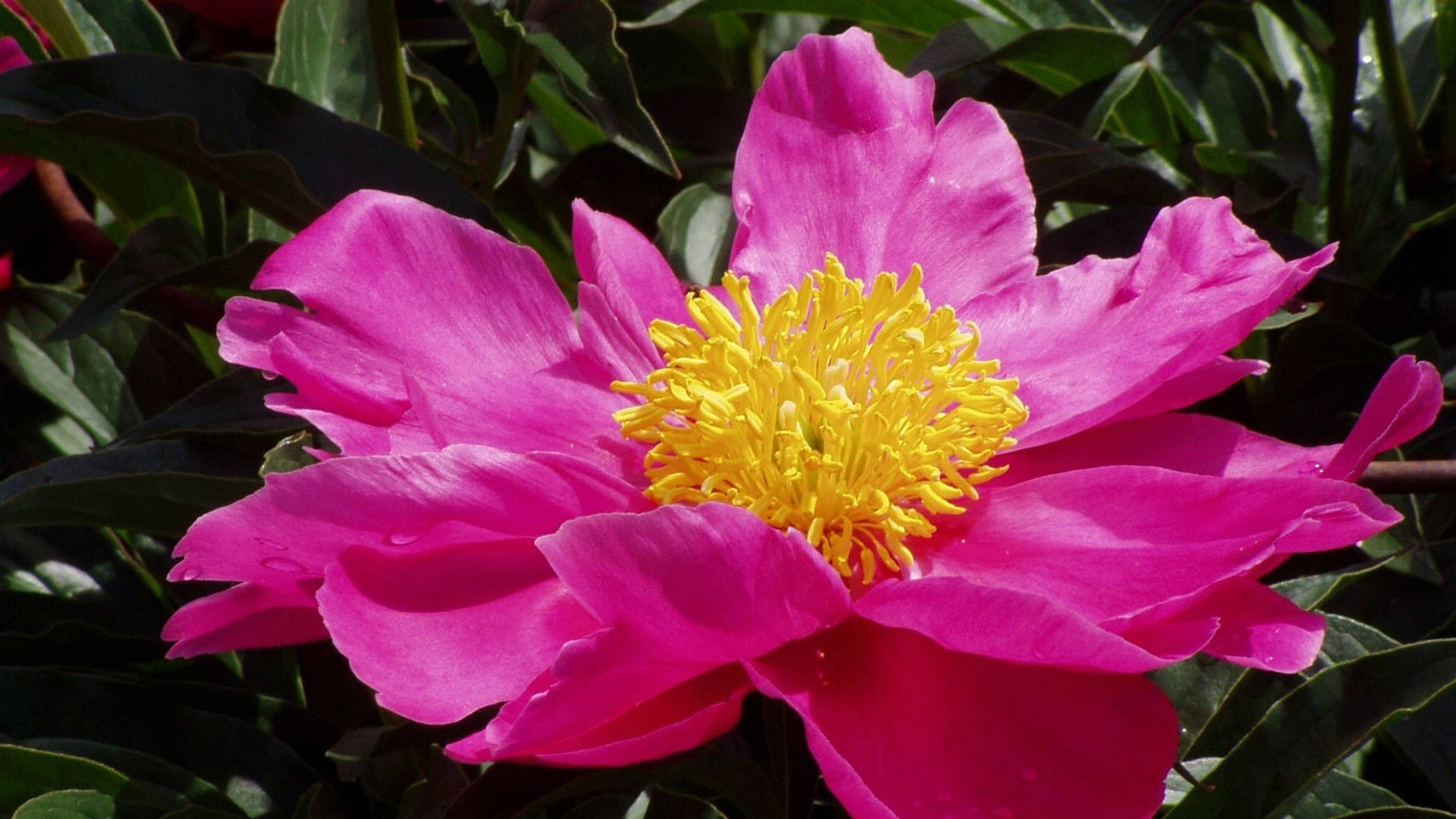 Pretty Pink Peony Yellow Center Background