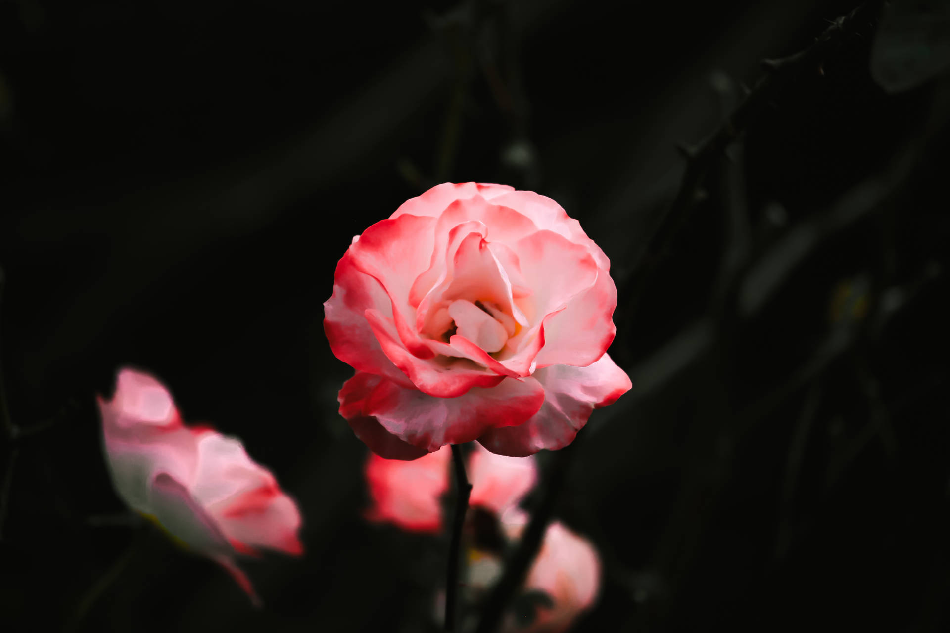 Pretty Pink Rosa Queen Elizabeth Background
