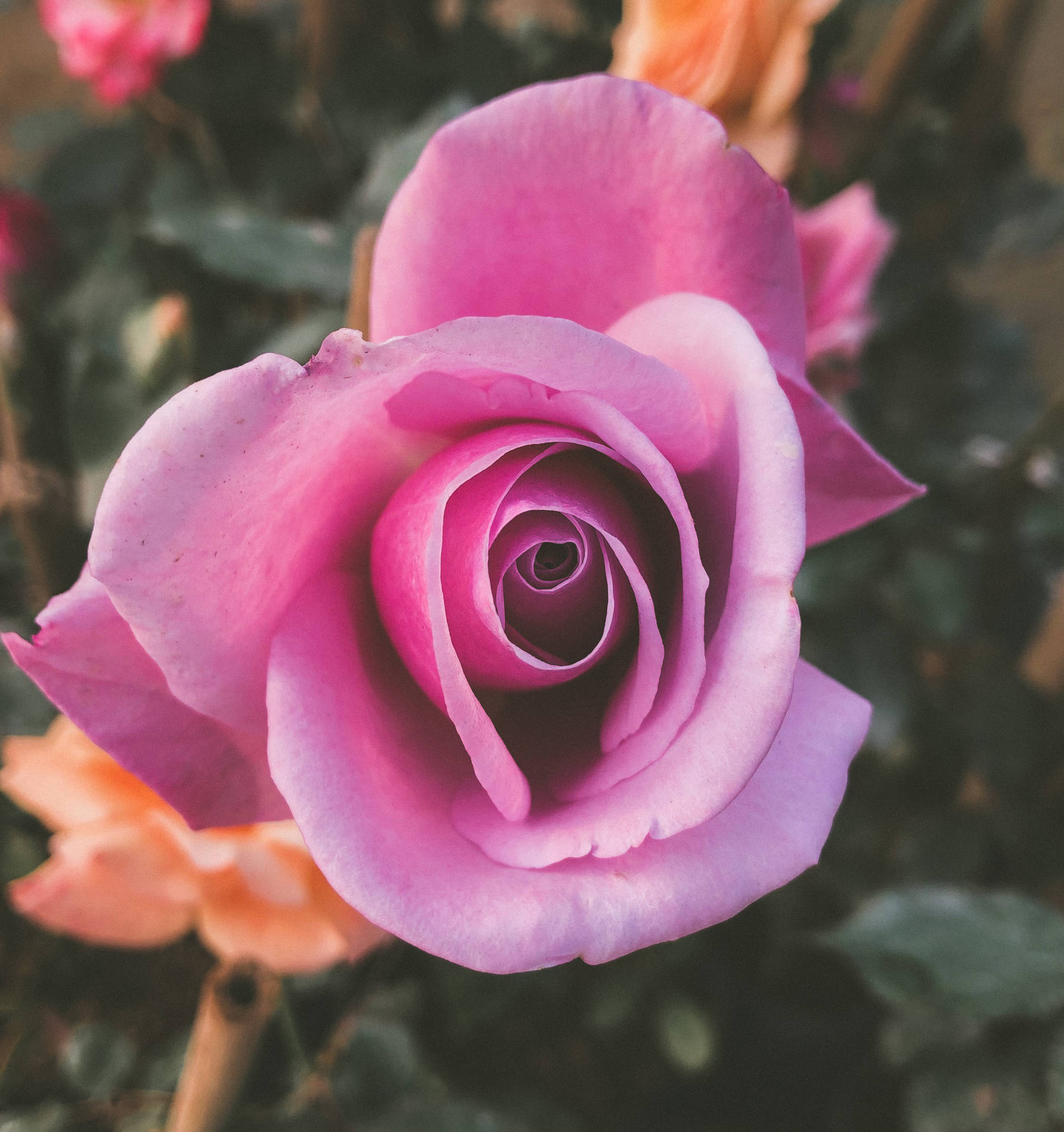 Pretty Pink Rose Bloom Background