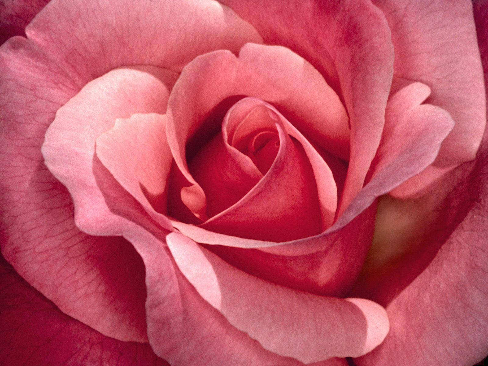 Pretty Pink Rose Flower Petals Background