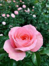 Pretty Pink Rose Flowers