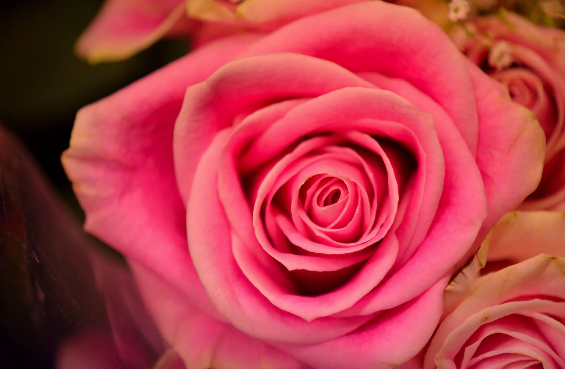 Pretty Pink Rose With Glowing Blossoms