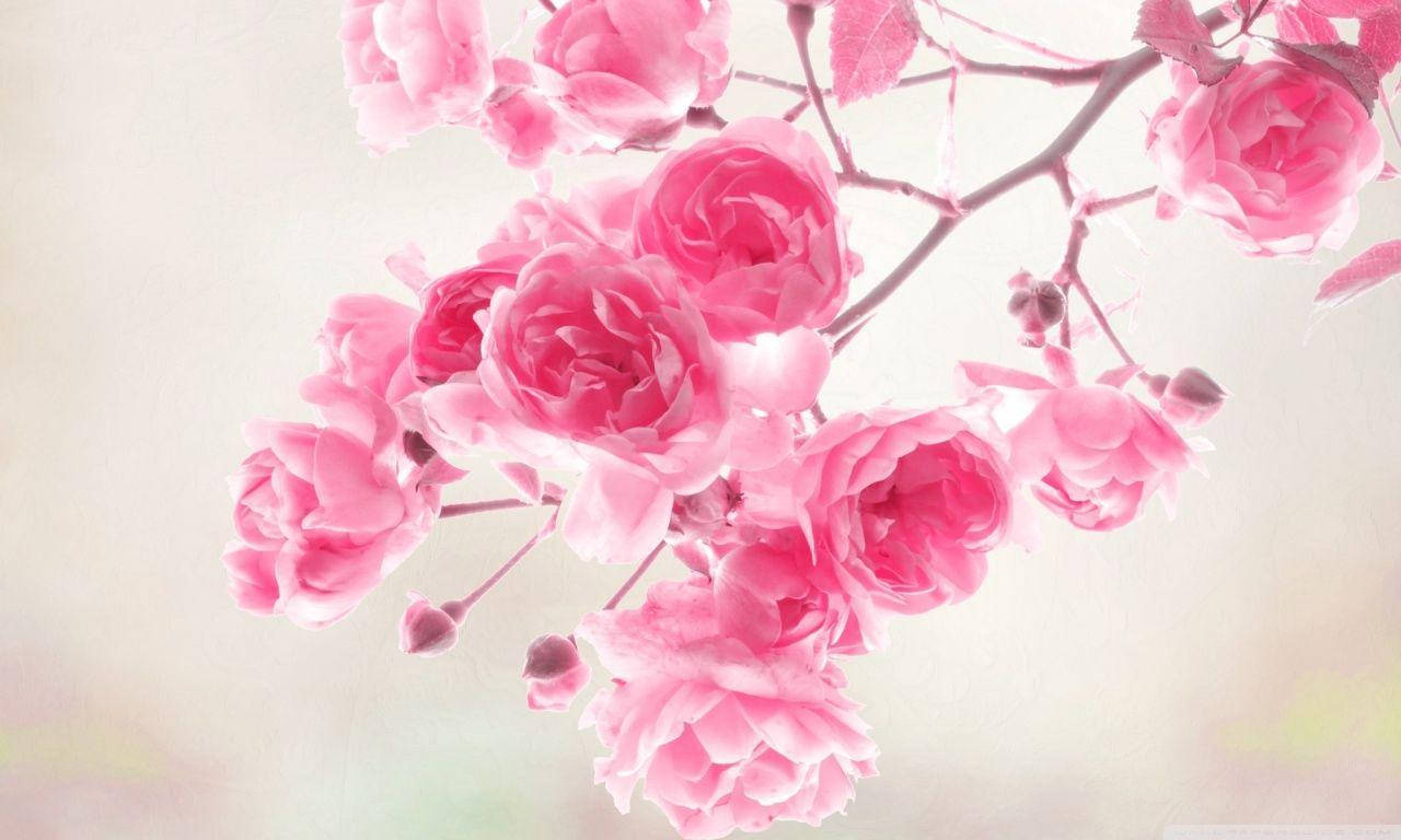 Pretty Pink Roses Branch Background