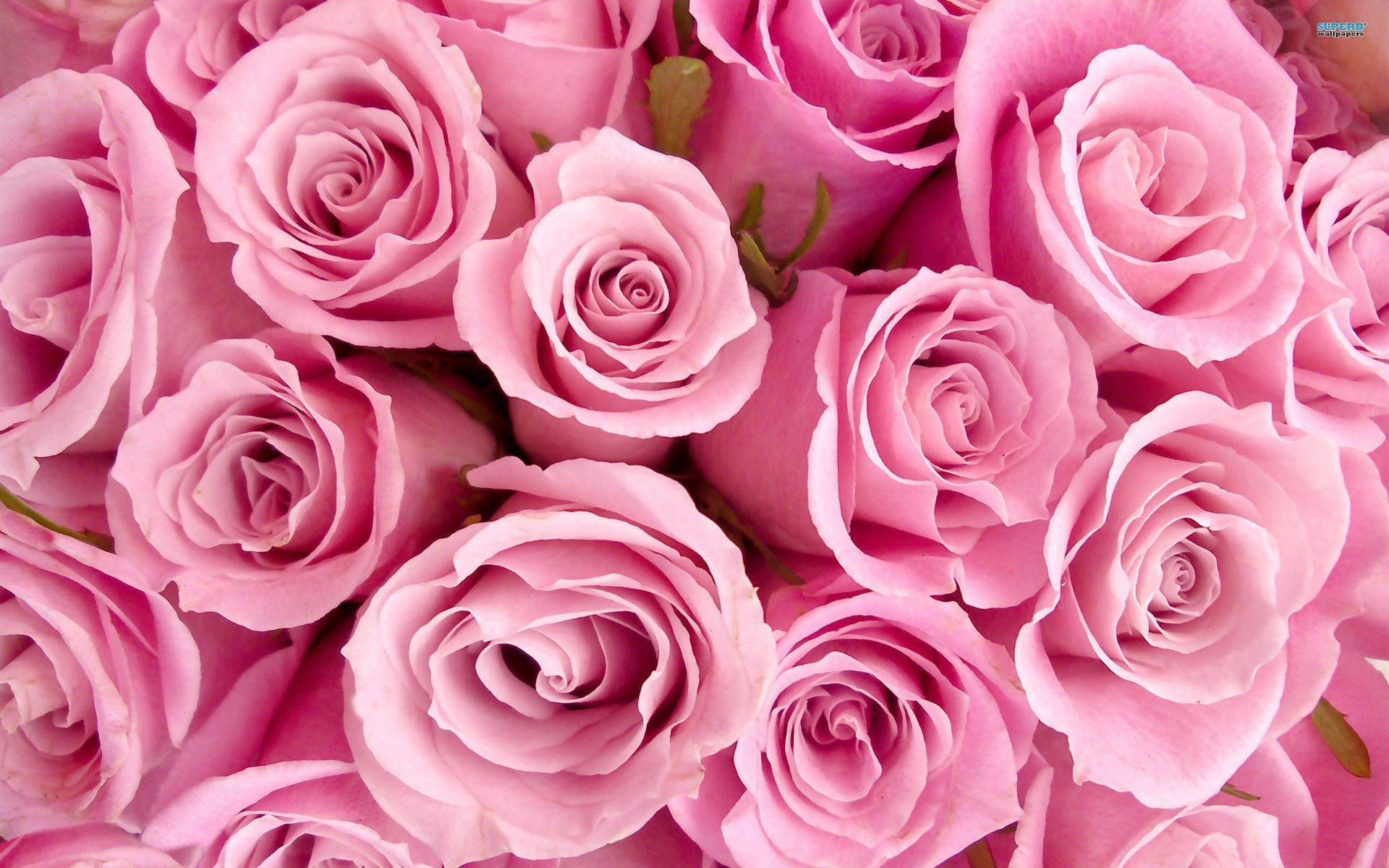 Pretty Pink Roses Close-up Background