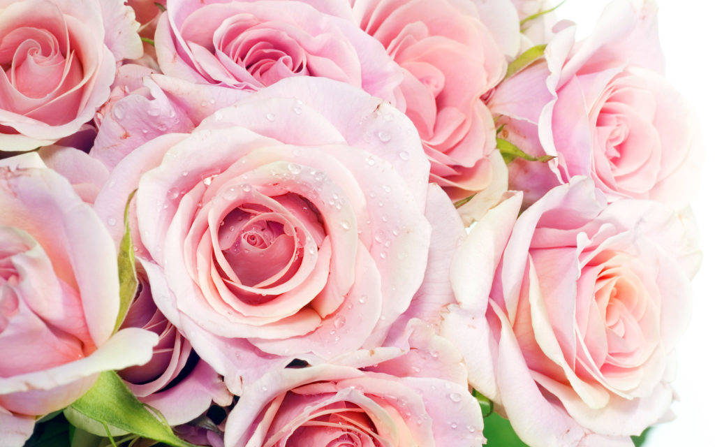 Pretty Pink Roses With Leaves