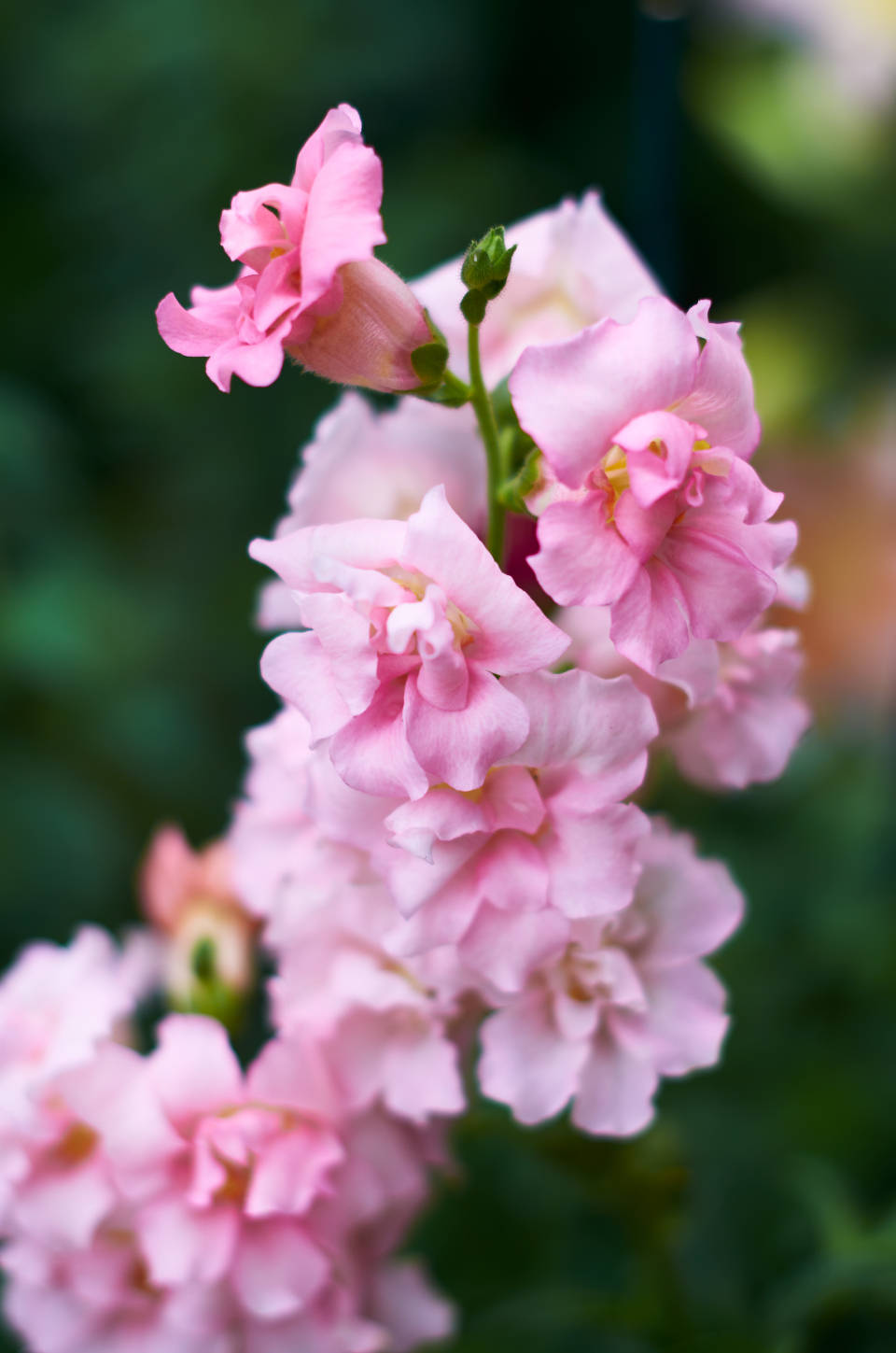 Pretty Pink Snapdragon Flower