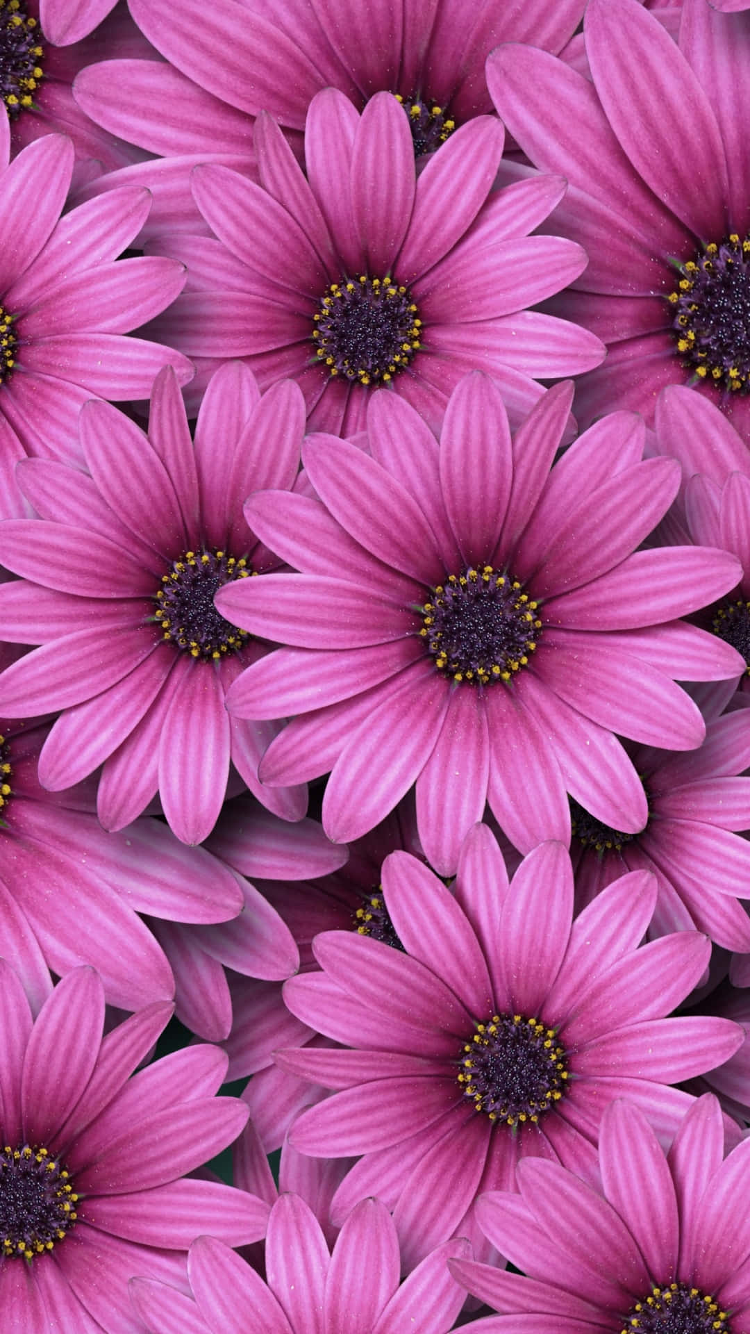 Pretty Pink Spring Daisy Iphone Background